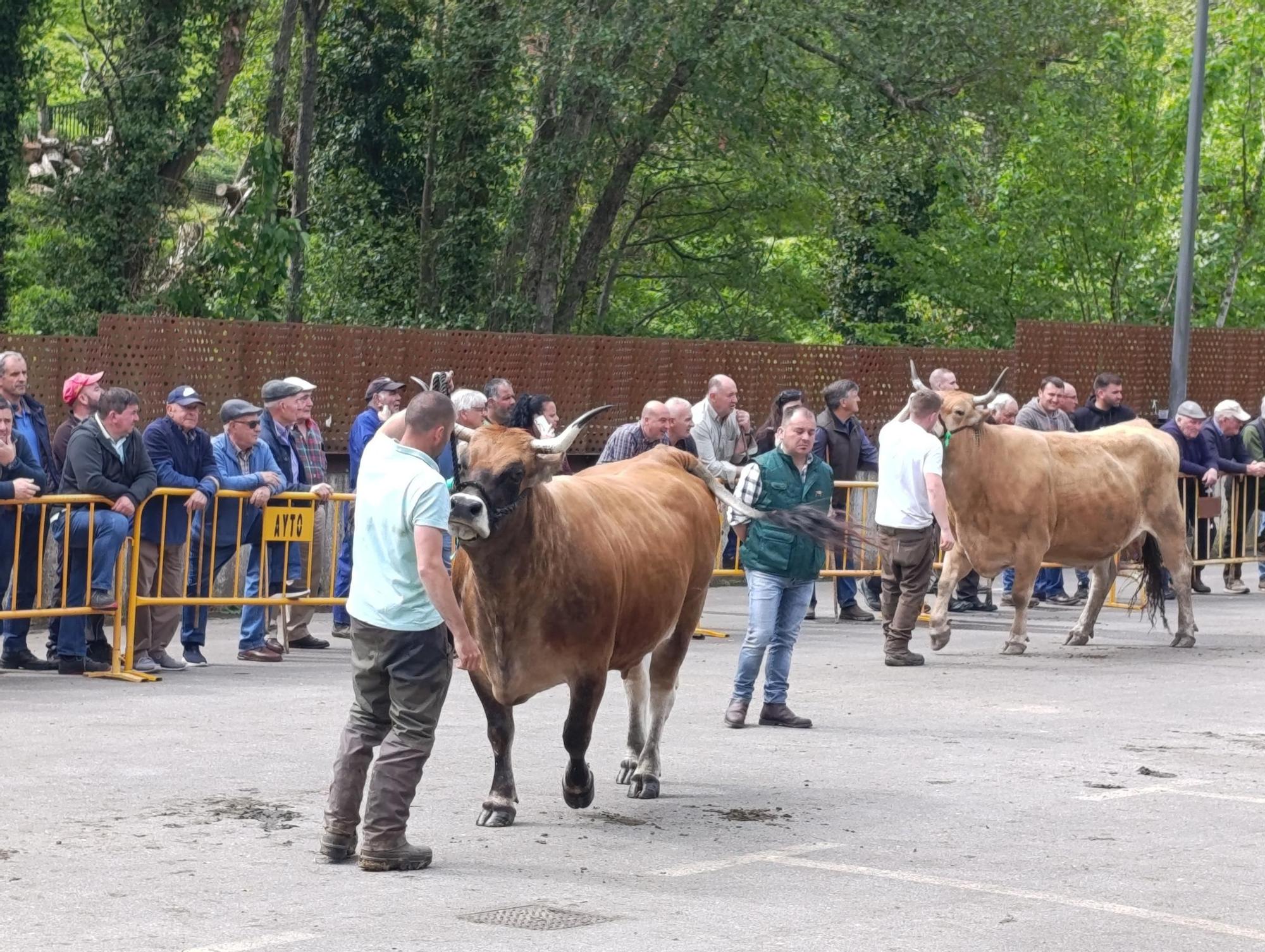 El XXXI Certamen-Exposición de Asturiana de los Valles de Teverga, en imágenes