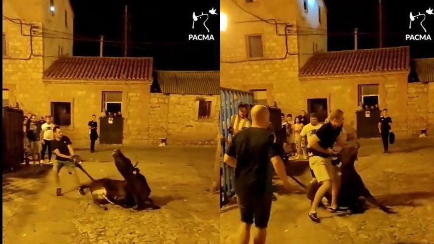 Arrastran y zarandean a un toro en las fiestas de Albarracín