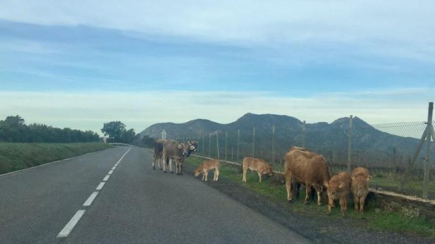 Vaques enmig de la carretera de Roses a Cadaqués