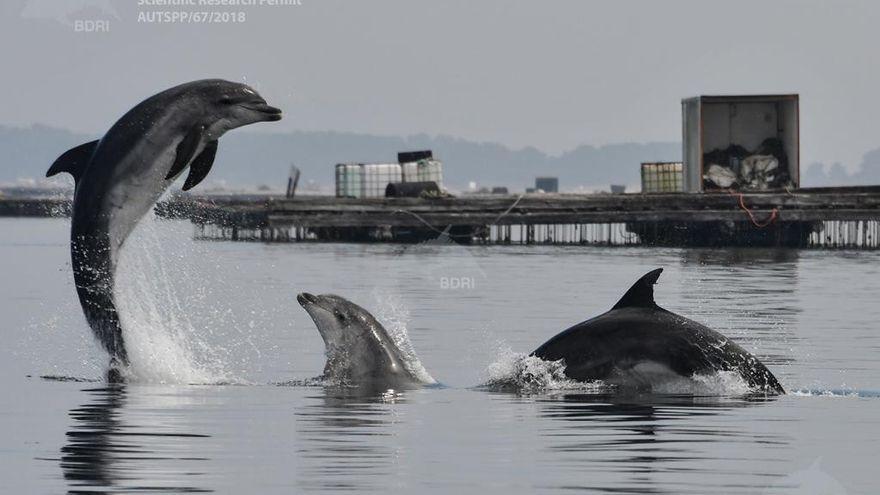 Delfines mulares (arroaces) en la ría de Arousa.