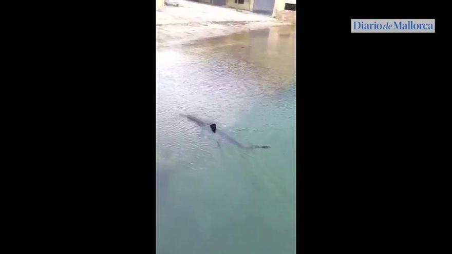 Un tiburón se pasea en la base naval de Portopí