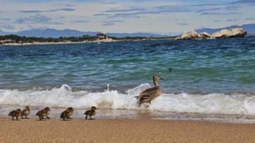 Una ànega i set pollets passejant per la platja de l&#039;Escala