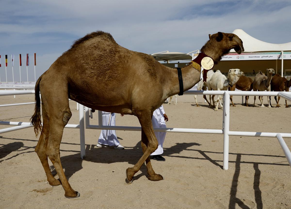 Concurso de belleza de camellos en Qatar