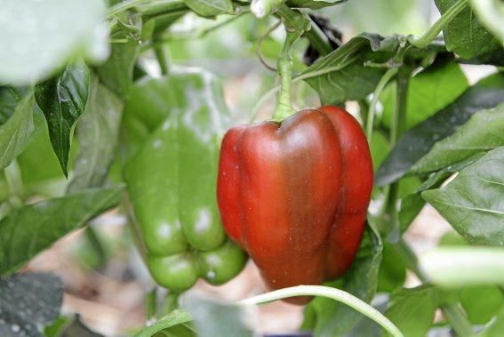 Ein Besuch bei Jaume Pou auf der Paprika-Plantage bei Inca.