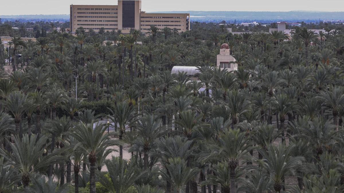 Vistas del Palmeral de Elche