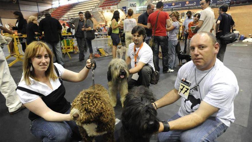 Reunión de perros guapos en Castellón