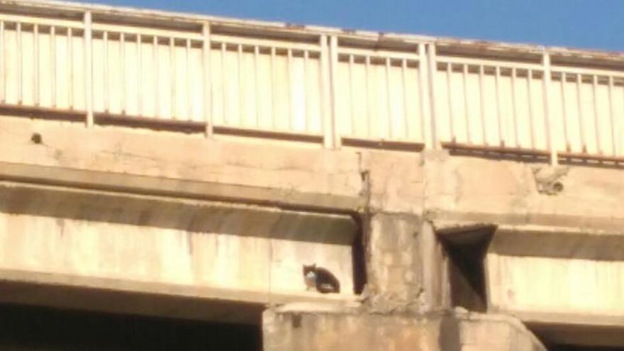 Detalle del gato que lleva más de una semana en una viga del viaducto sobre la rambla de Puça.