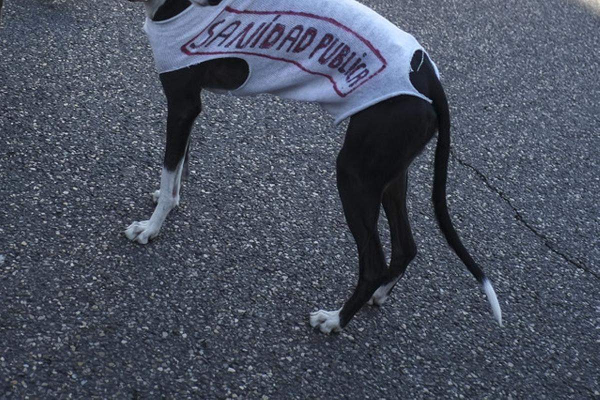 Un perro vestido con el lema Sanidad Pública.