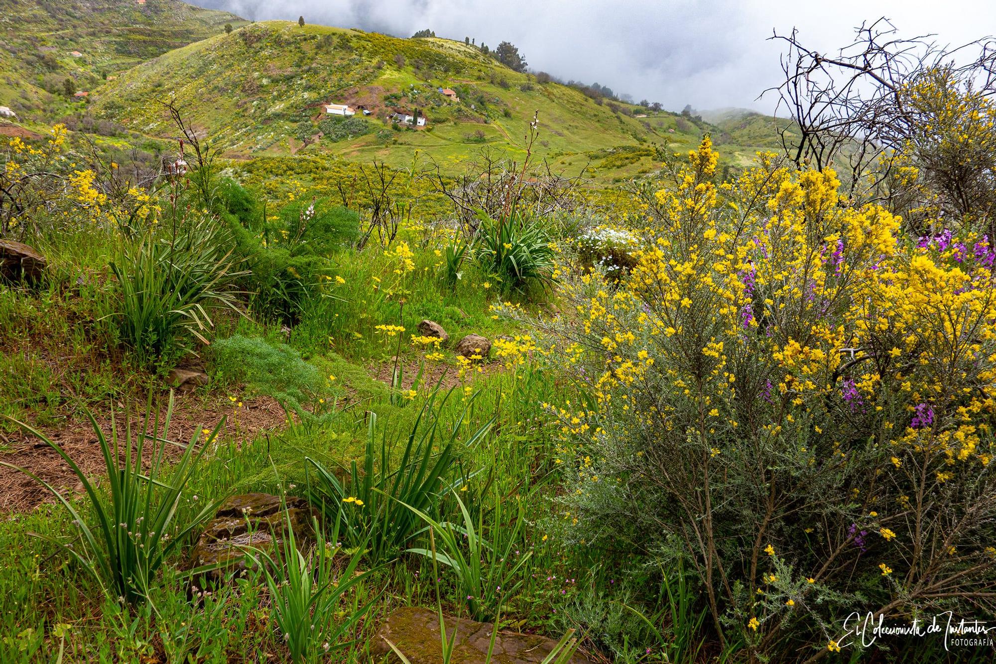 Ruta entre los Llanos de Ana López y Degollada Becerra, en Gran Canaria