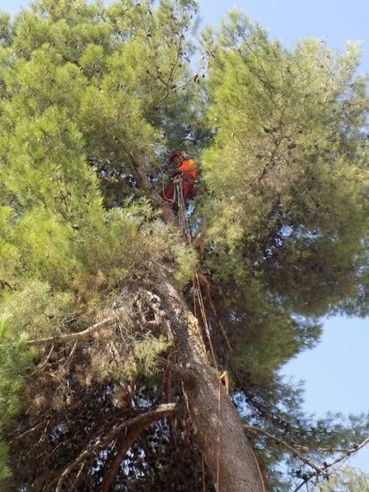 Tala d''arbres a la Renaixença