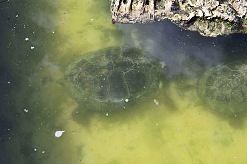 Rechtliches Tauziehen um tausend Schildkröten