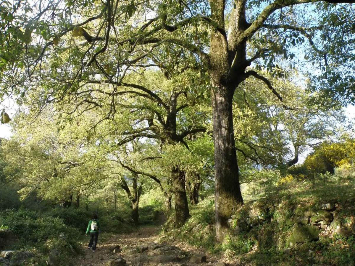 Bosque de La Sauceda, el paraje natural en el que se pueden ver ciervos y buitres entre alcornoques