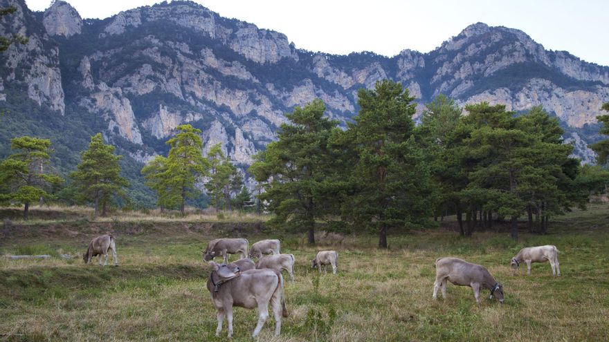 La Generalitat posa en marxa un pla per potenciar la ramaderia extensiva