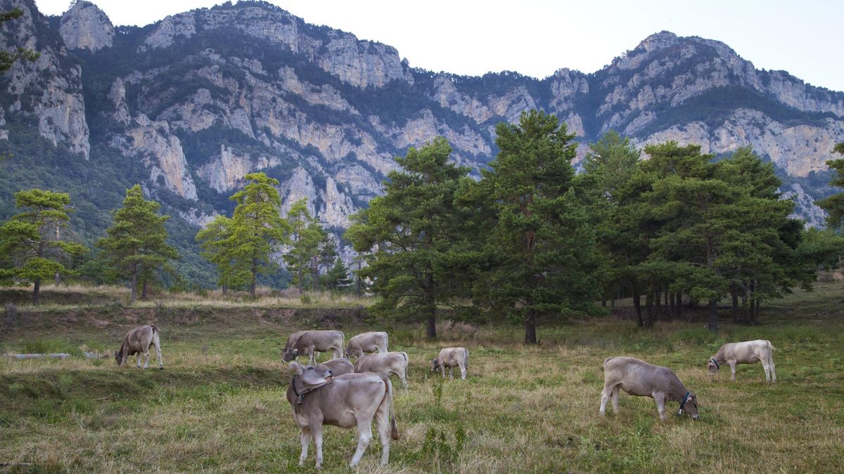 Vaca bruna dels Pirineus a Capolat, el Berguedà