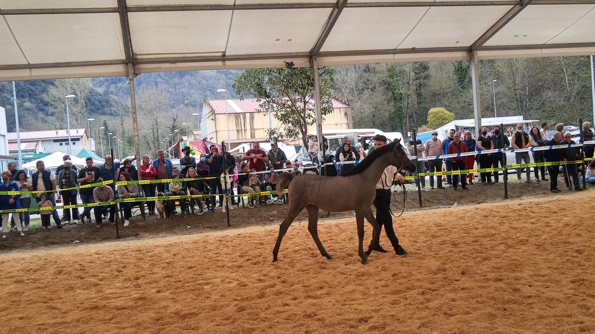 VÍDEO: Disfruta la gran cita con el caballo en Belmonte, este fin de semana en el concejo occidental asturiano