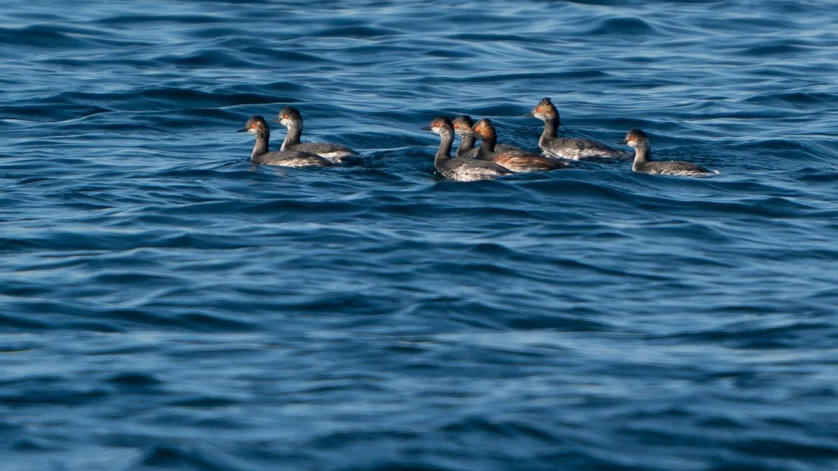 Algunas de las aves fotografiadas desde el &quot;Chasula&quot; el pasado fin de semana.