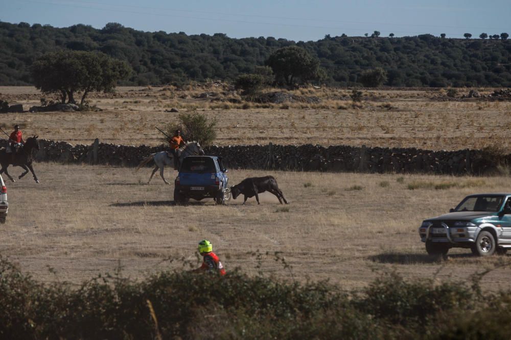 Encierro campero Pereruela