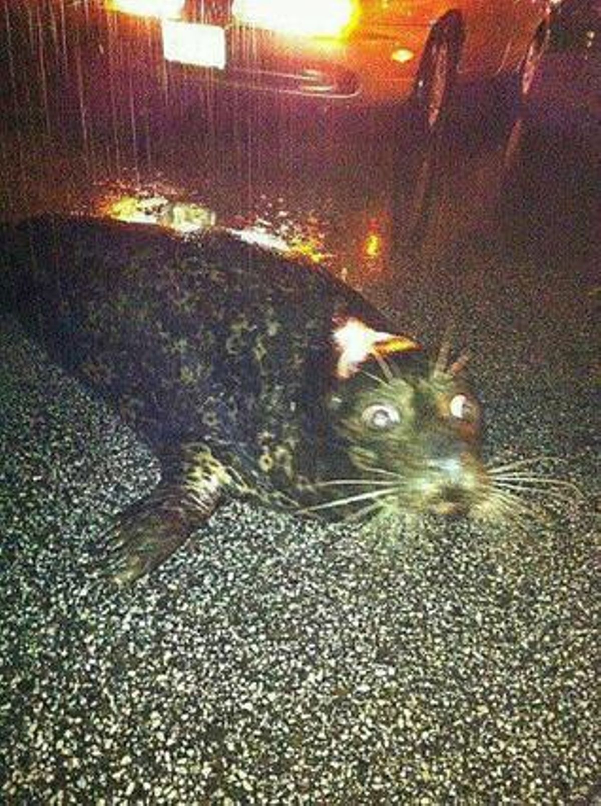 Una foca passeja pels carrers de Manhattan. Segons ’The Atlantic’, l’animal no té res a veure amb el pas del ’Sandy’.