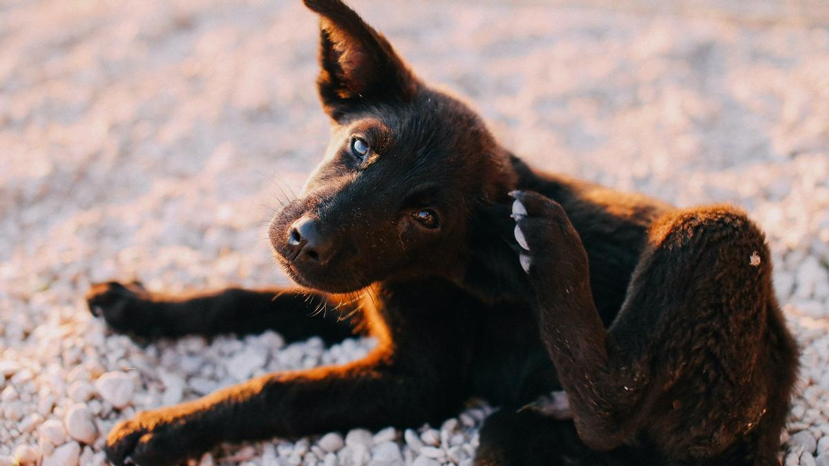 Otro perrito se rasca.