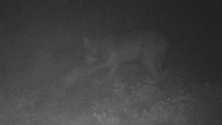 Siguen el rastro al lobo que ronda La Peral