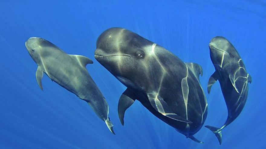 Una familia de calderones tropicales. | | CENTRO OCEANOGRÁFICO DE CANARIAS