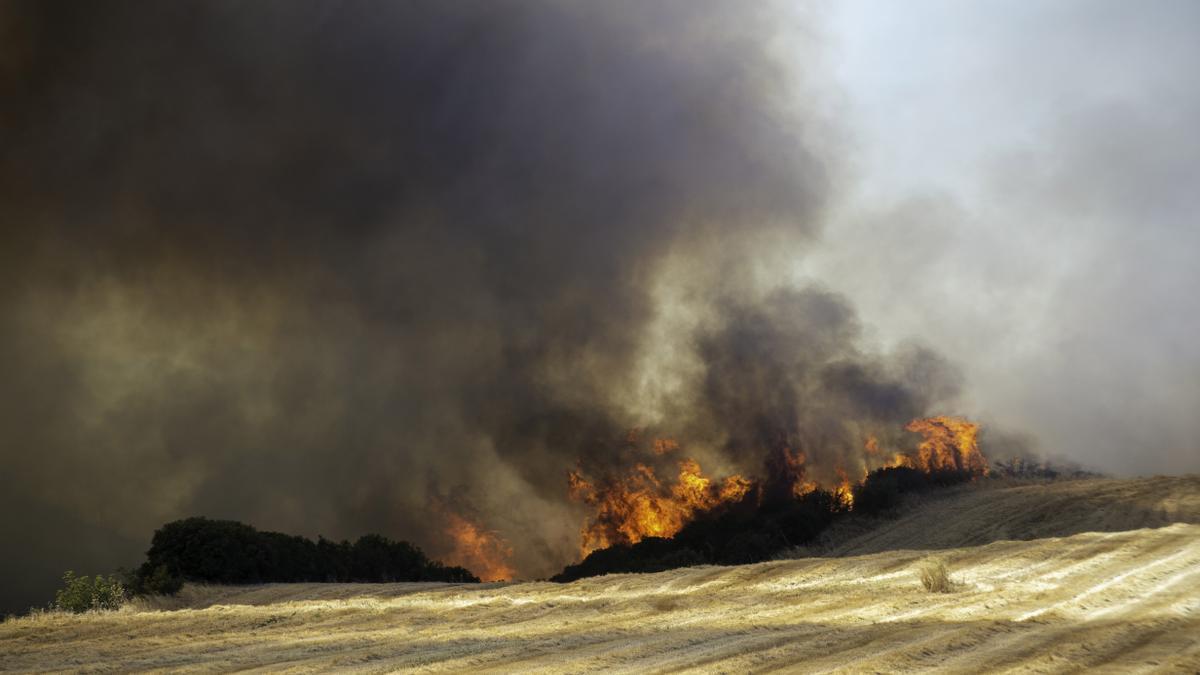 Canarias lanza un plan de recuperación forestal para zonas afectadas por los incendios