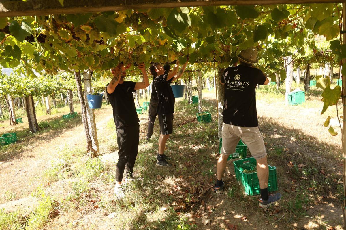 La vendimia en Bodegas Laureatus, en San Martiño de Meis.