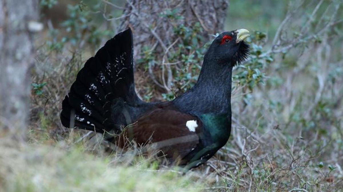 Un ejemplar de urogallo.