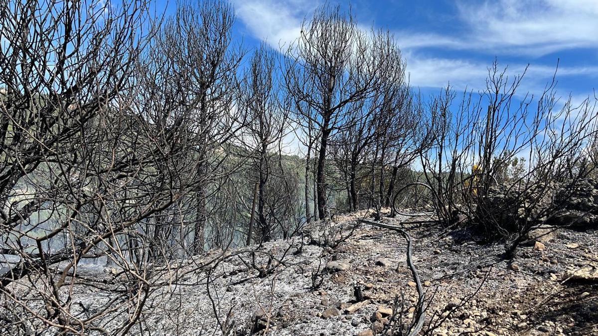 Un incendi ha cremat vegetació a Marganell