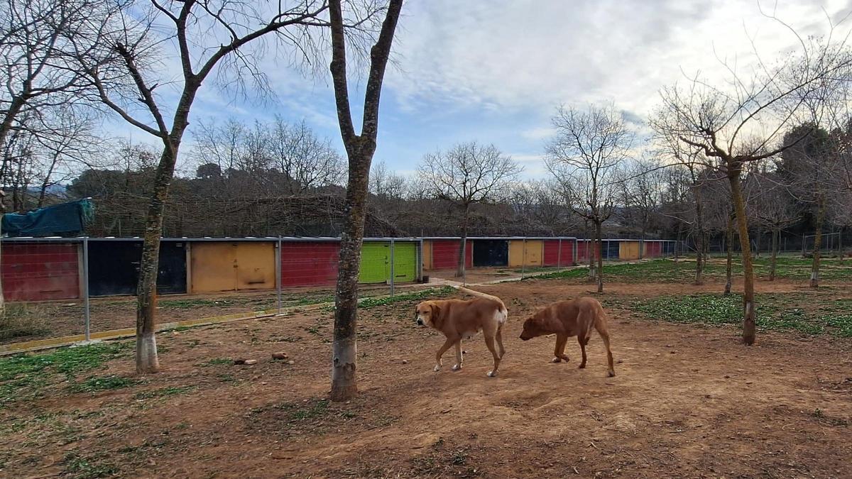 Dos perros pasean por las instalaciones del Bú Bup Parc de la Fundación ALtarriba. Dos perros pasean por las instalaciones del Bú Bup Parc de la Fundación ALtarriba.