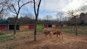 Dos perros pasean por las instalaciones del Bú Bup Parc de la Fundación ALtarriba.