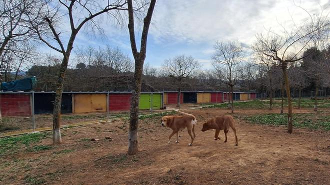 Dos perros pasean por las instalaciones del Bú Bup Parc de la Fundación ALtarriba.