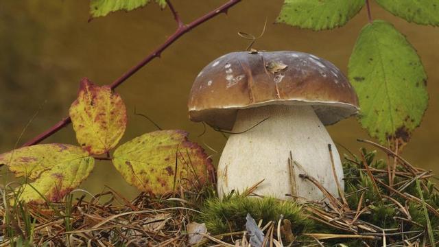Boletus edulis, que crece asociado a los jarales de jara pringosa. | Cedida por Cesefor
