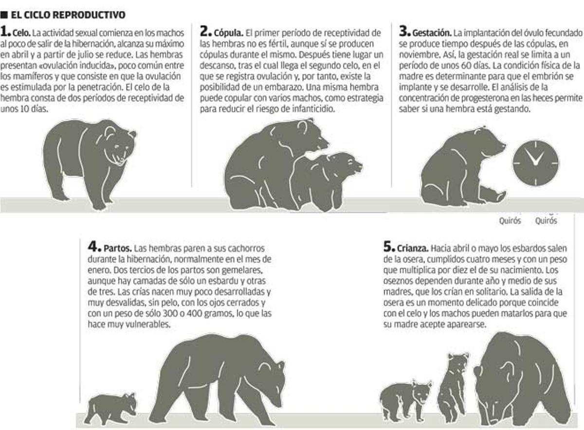 Desmontando al oso