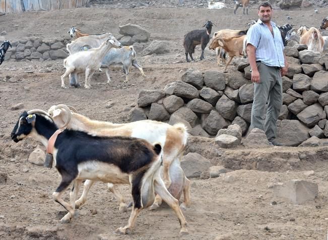 VACAS CABRAS LECHE PRODUCCION