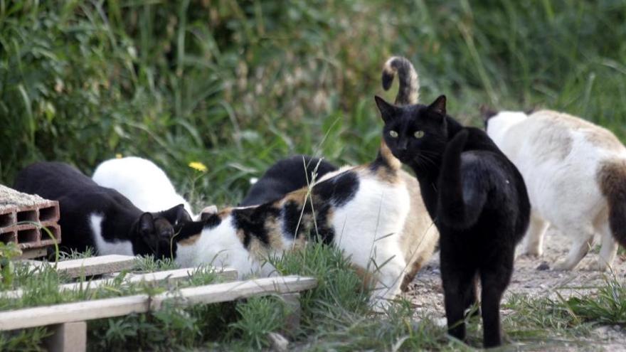 Una de las camadas  que cuida la protectora Cuatro Gatos.