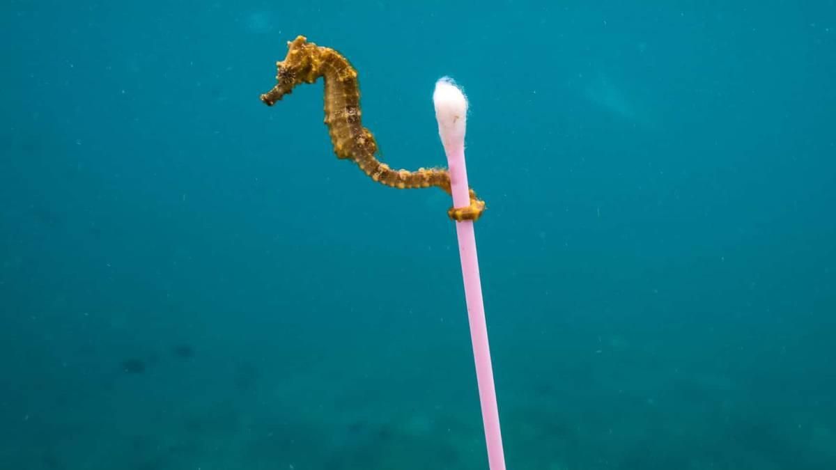 Imagen de un caballito de mar con basura