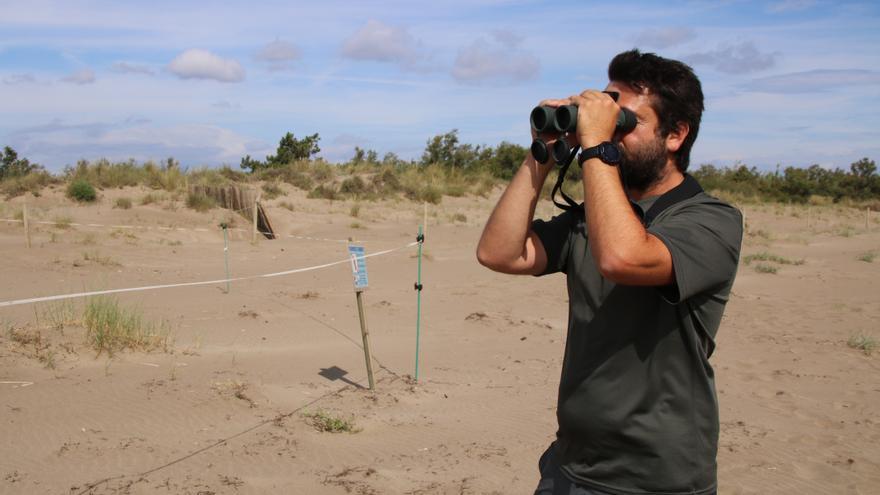 La protecció dels nius aconsegueix triplicar la presència del corriol camanegre a les platges de l&#039;Alt Empordà