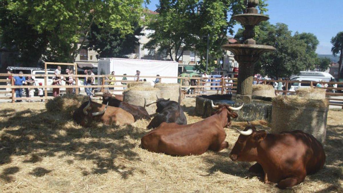 Un grupo de bois descansa entre a palla, este domingo en Allariz. | IÑAKI OSORIO