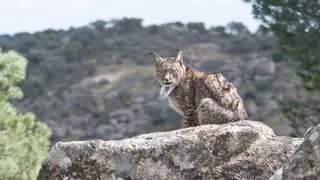 La Junta pide un nuevo proyecto Life para conservar el lince ibérico