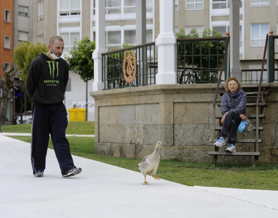 Pipi, durante su paseo diario junto a sus dueños Javier Sixto y su madre Divina Guerra. // Bernabé / Javier Lalín