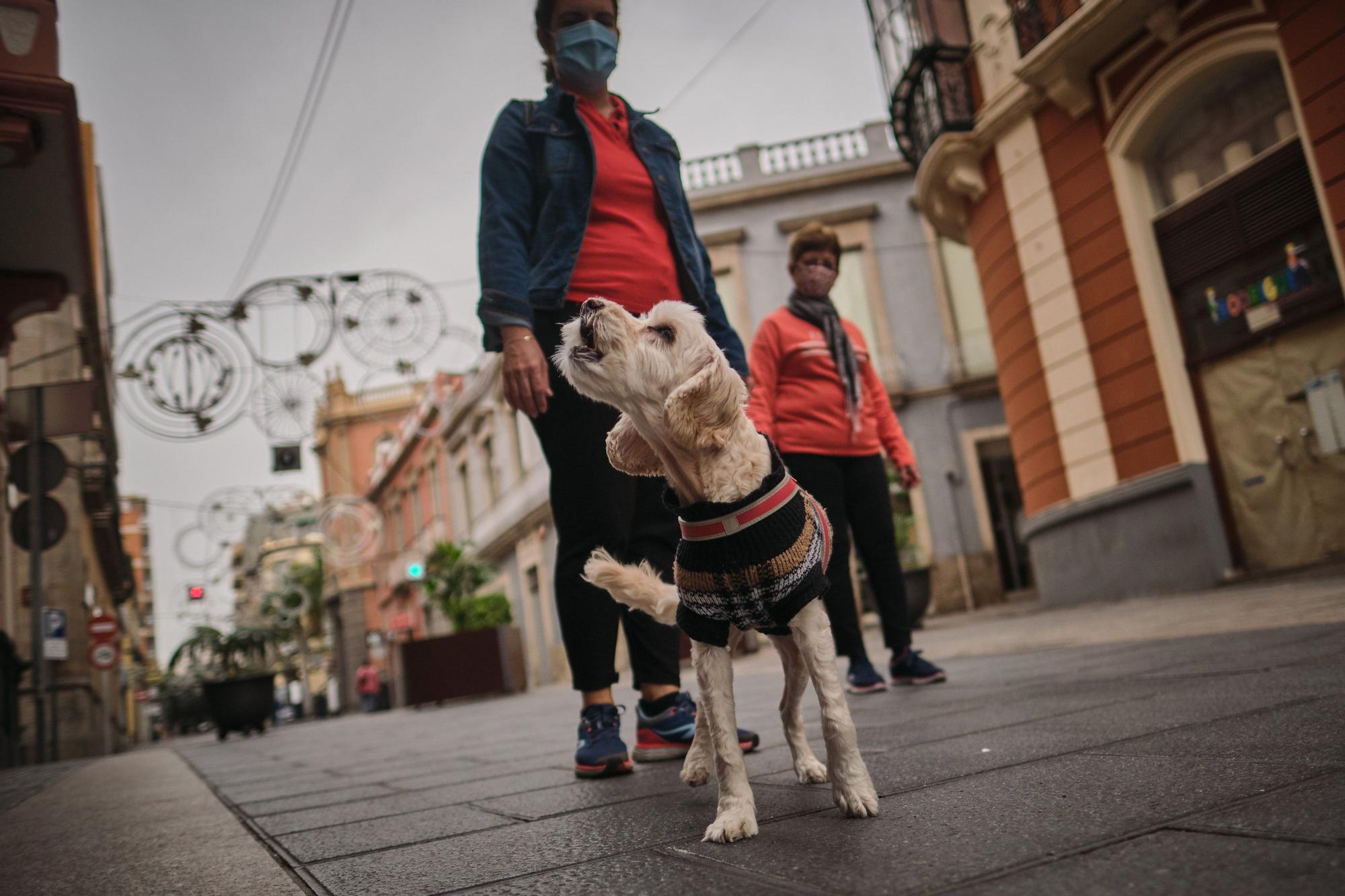 Paseo de Navidad en Santa Cruz