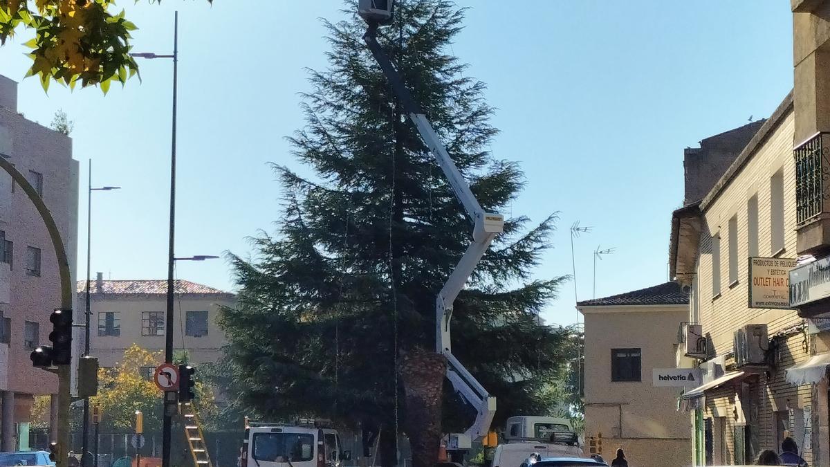 Trabajadores municipales colocan el alumbrado navideño en el árbol que está en la avenida Virgen de Argeme de Coria.