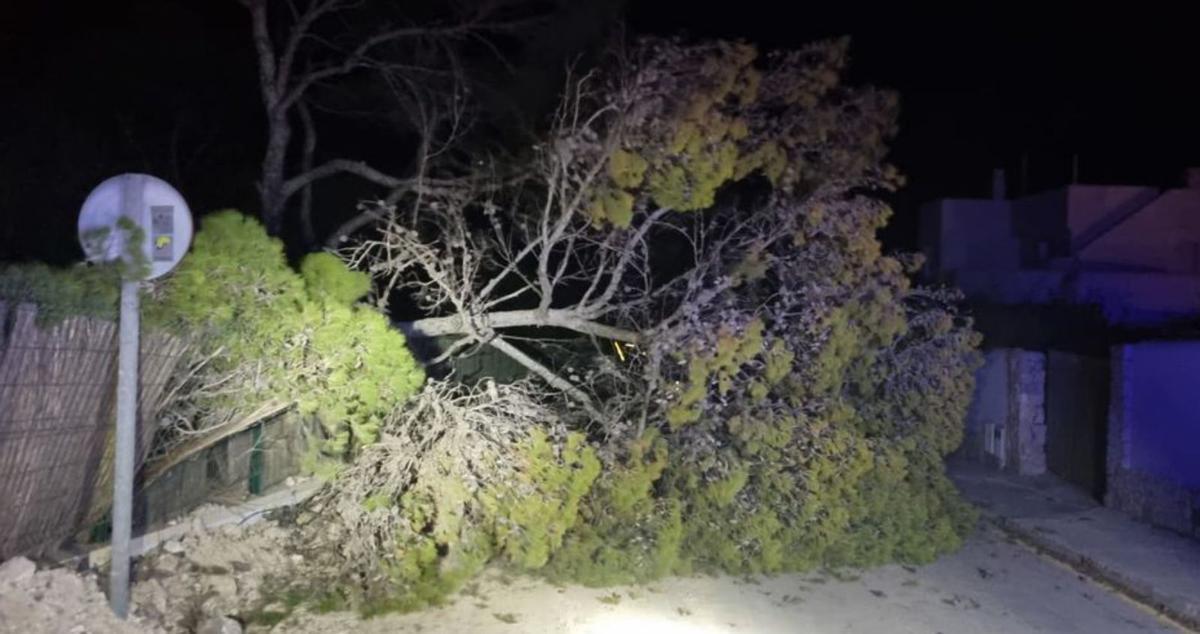 El pino caído en una calle de Cala Vedella. | BOMBEROS