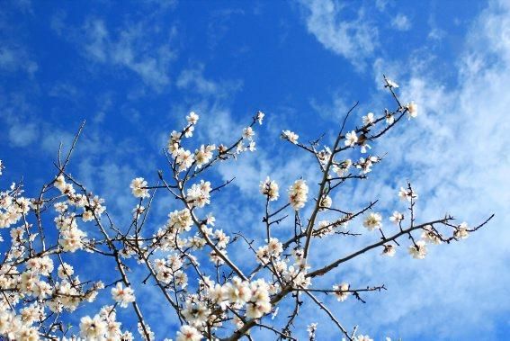 Mandelblüte auf Mallorca