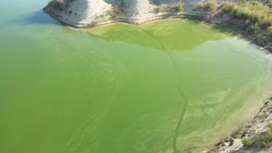 La CHS detecta un gran crecimiento de algas en el embalse del Judío