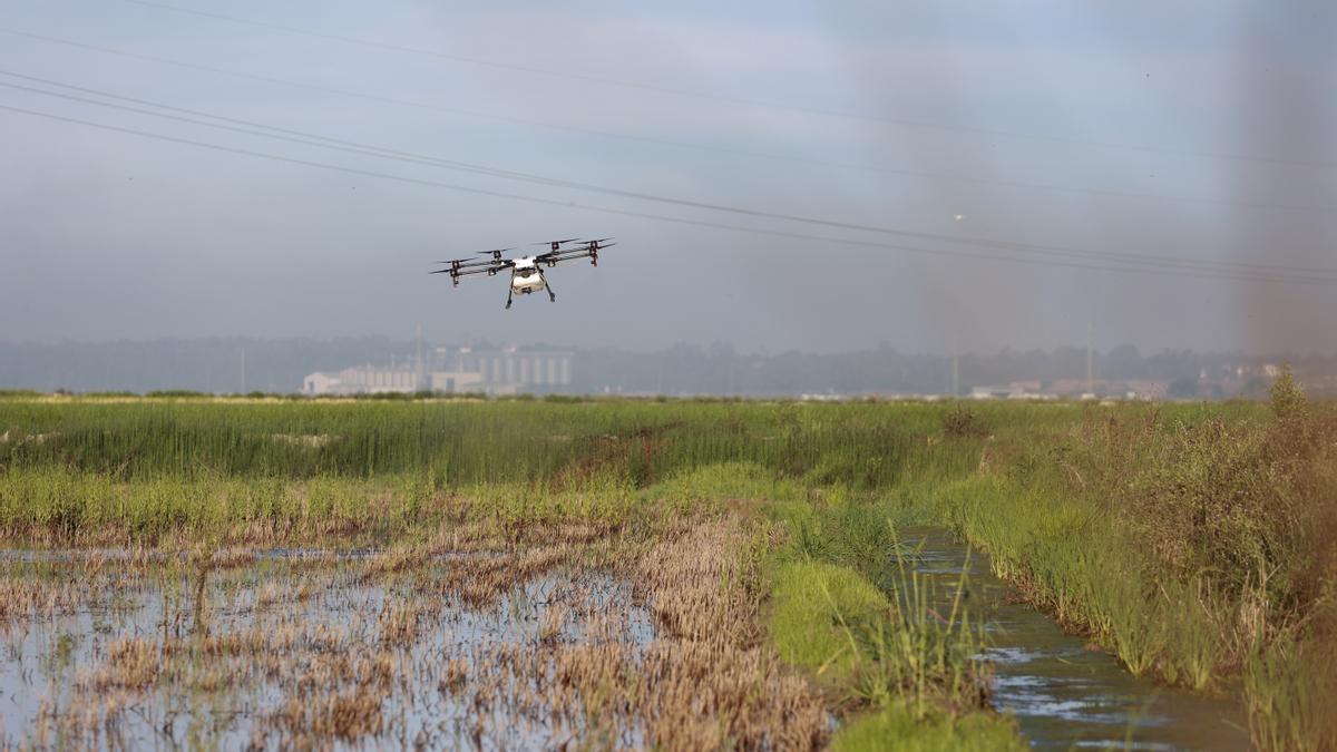 Un dron interviene en la campaña para el tratamiento contra los mosquitos que propagan el Virus del Nilo Occidental sobre un arrozal. A 13 de agosto de 2024, en La Puebla del Río, Sevilla