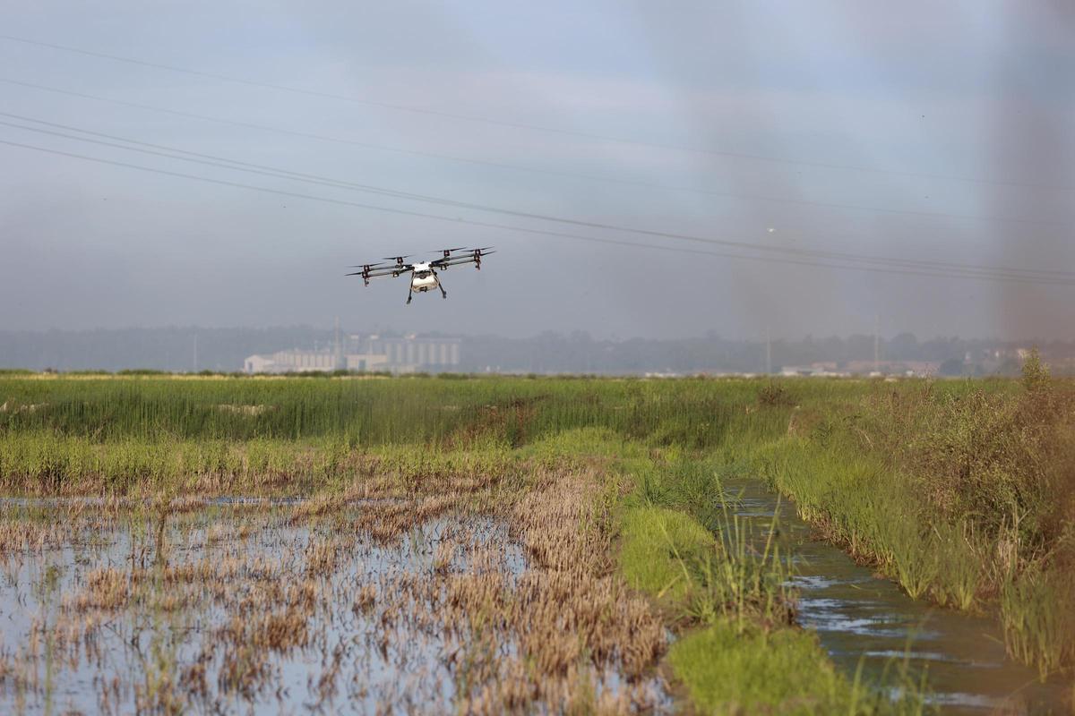Un dron interviene en la campaña para el tratamiento contra los mosquitos que propagan el Virus del Nilo en La Puebla del Río.
