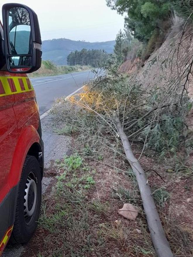 Un árbol caído por causa del temporal.