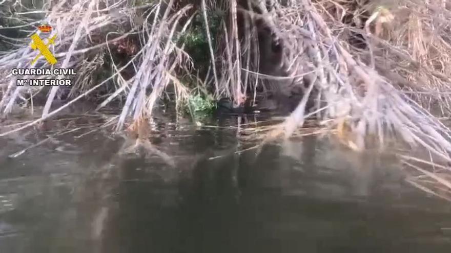 El cadáver del vecino de Lluxent desaparecido ha sido localizado entre unas cañas en un estanque de Benicolet.